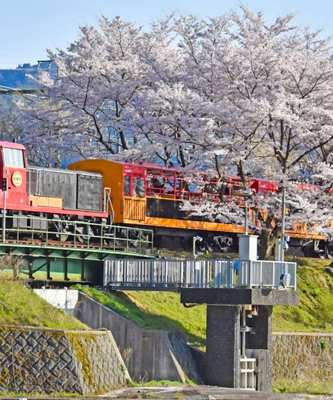 Sagano Romantic Train crossing a bridge with cherry blossoms in Kyoto, Japan.