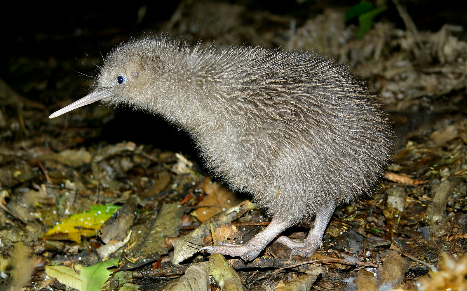 Kiwi bird walking on forest floor in New Zealand.