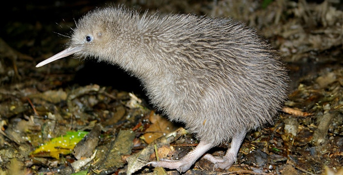 Kiwi bird walking on forest floor in New Zealand.