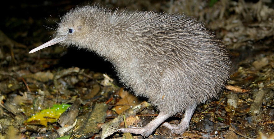 Kiwi bird walking on forest floor in New Zealand.