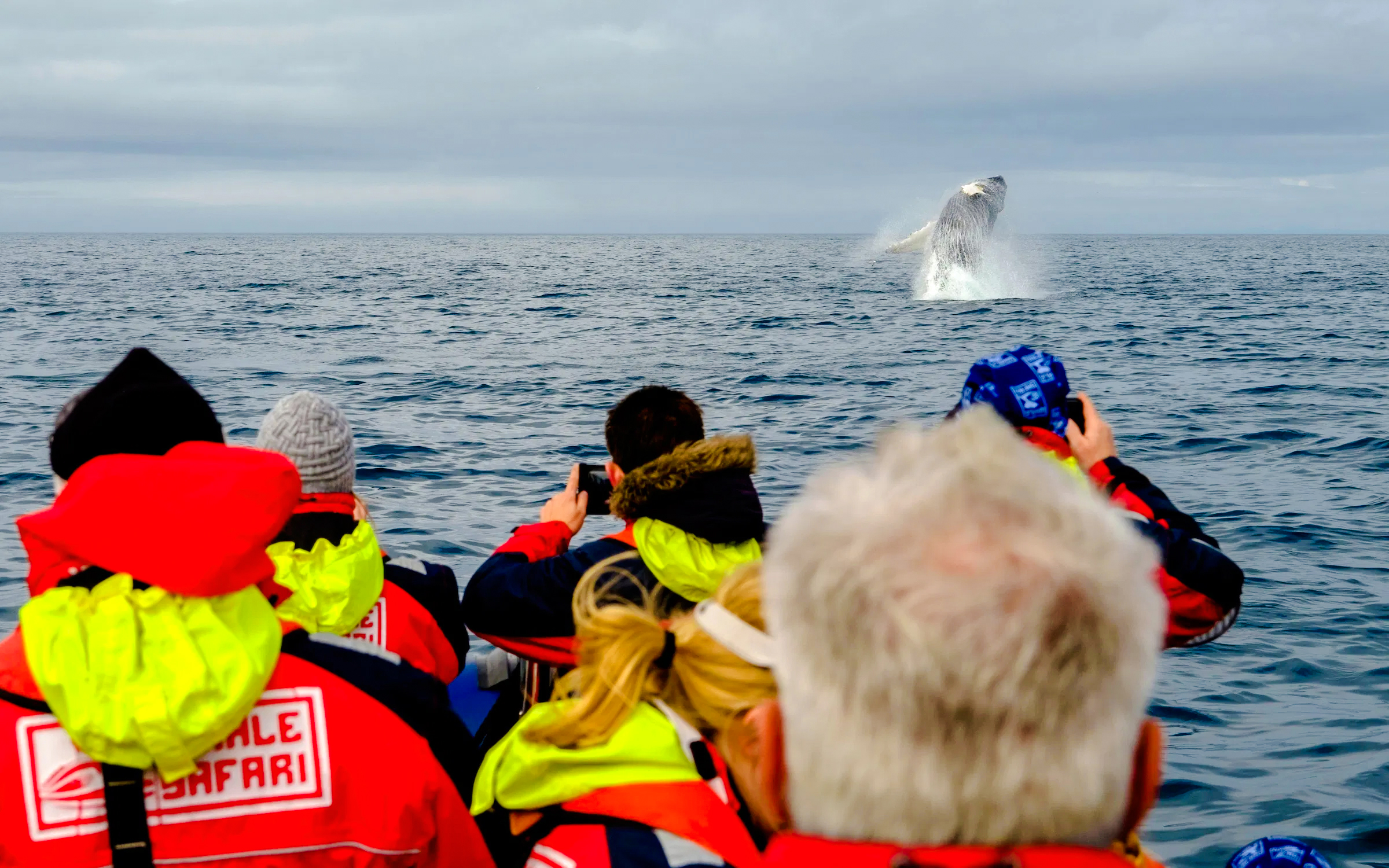 Guests on RIB speedboat watching a whale breach near Reykjavik.