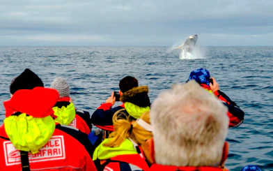 Guests on RIB speedboat watching a whale breach near Reykjavik.