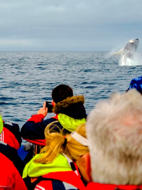 Guests on RIB speedboat watching a whale breach near Reykjavik.