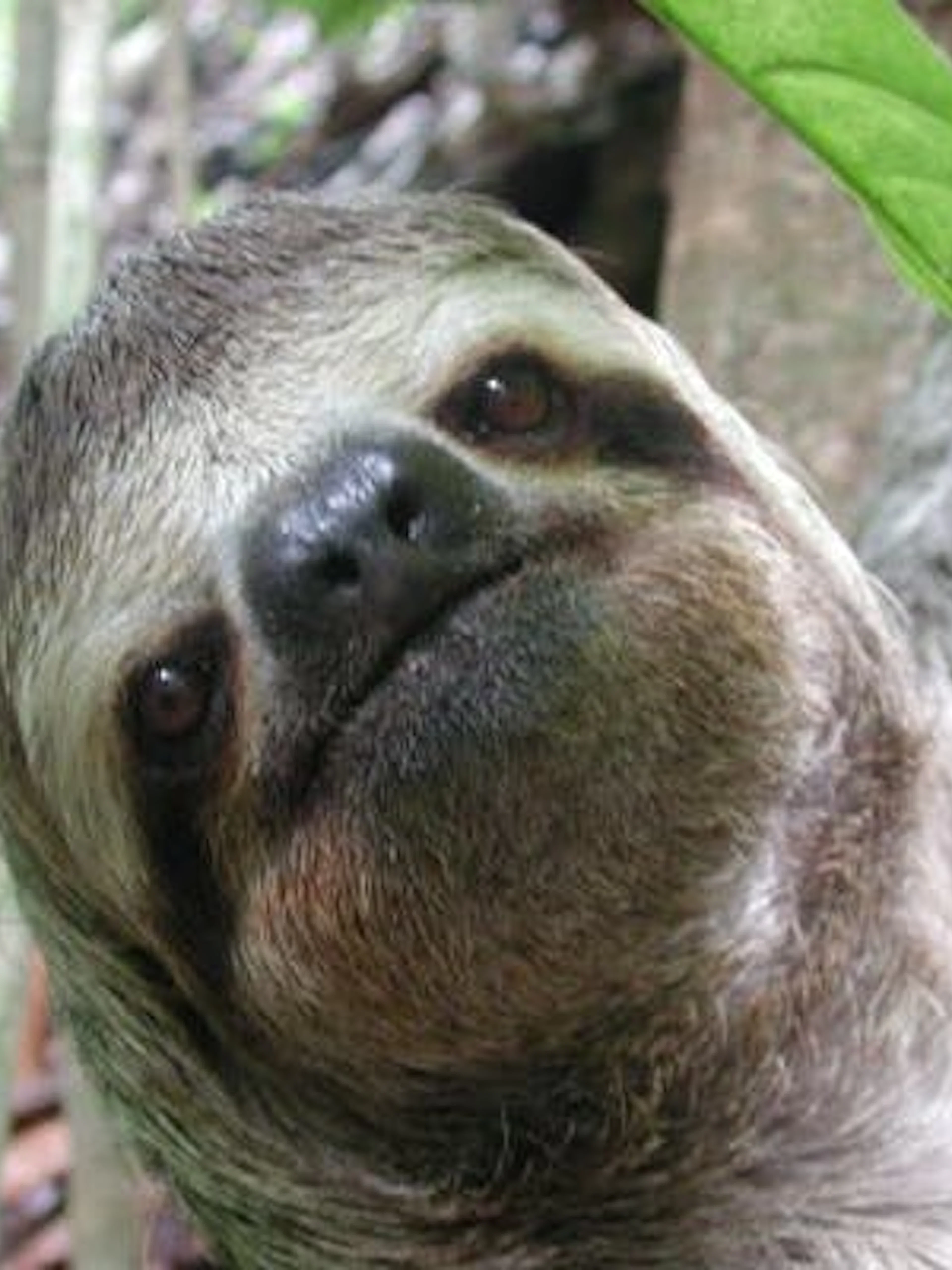 Sloth in Manuel Antonio National Park rainforest during guided wildlife tour.
