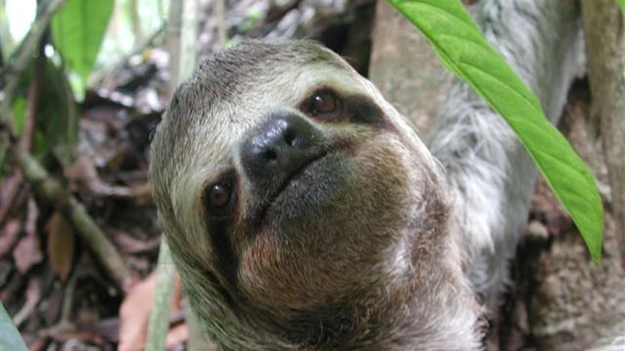 Sloth in Manuel Antonio National Park rainforest during guided wildlife tour.