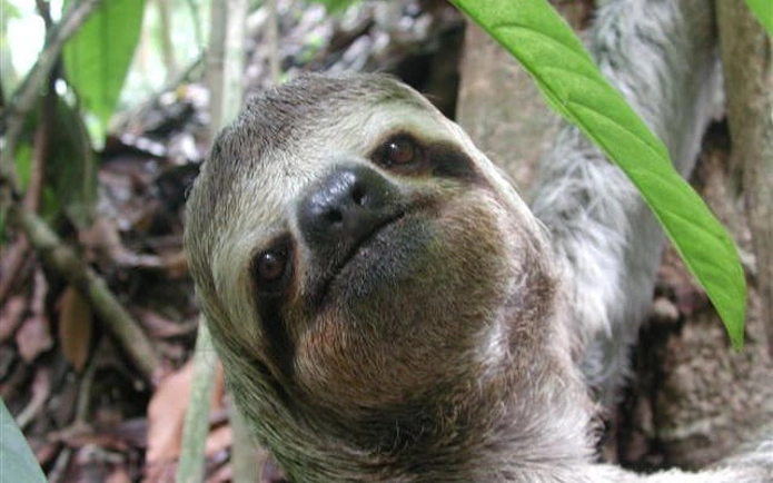 Sloth in Manuel Antonio National Park rainforest during guided wildlife tour.