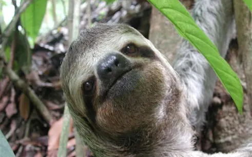 Sloth in Manuel Antonio National Park rainforest during guided wildlife tour.