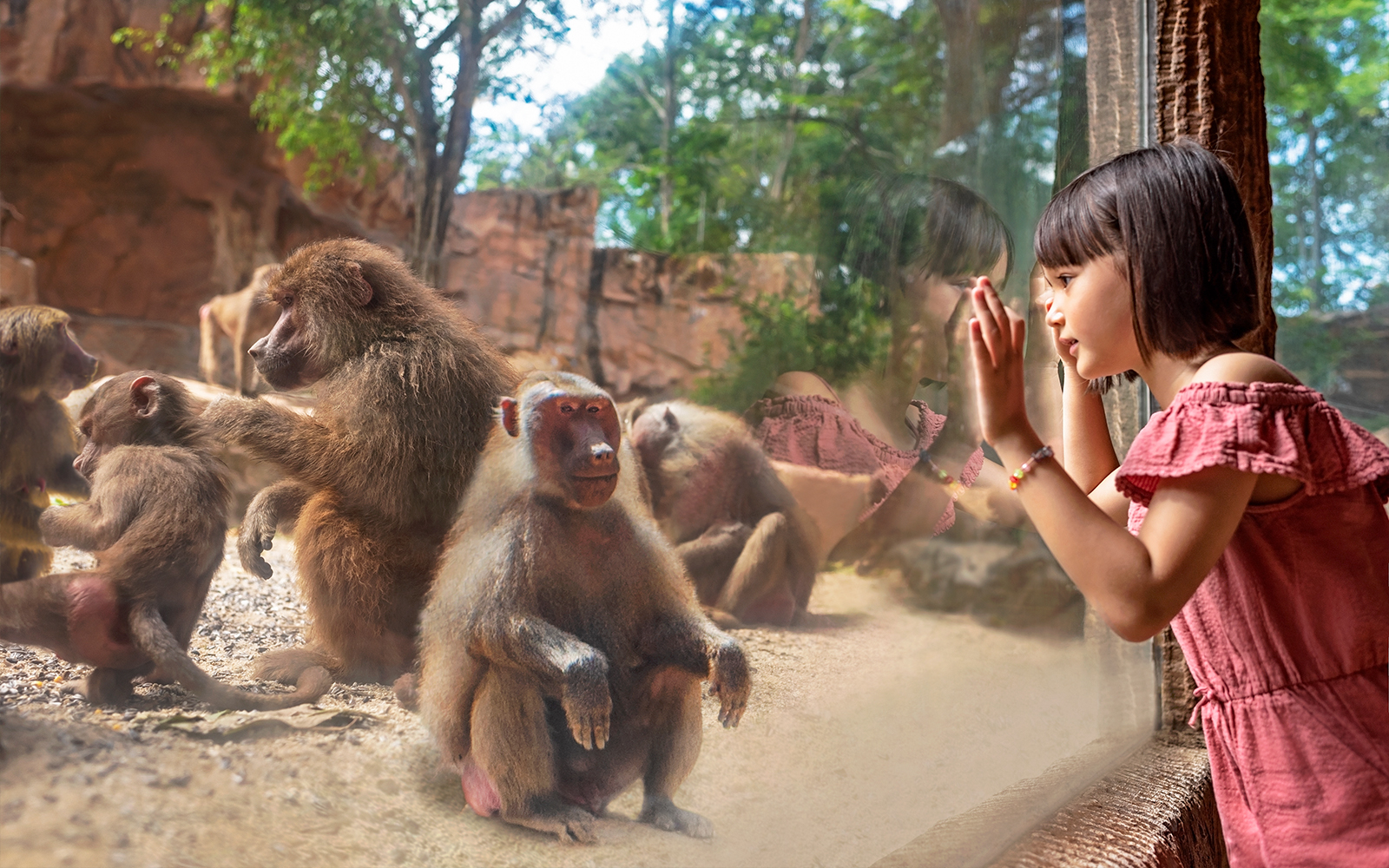 Girl observing baboons through glass at Singapore Zoo.