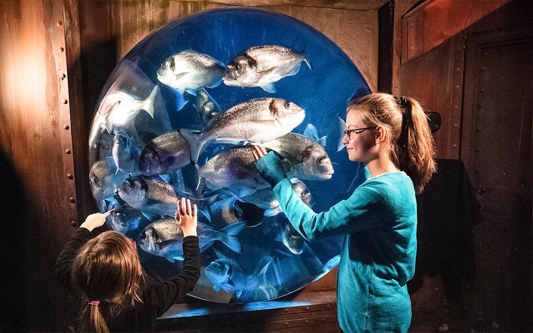 Guests observing fish during feeding at Sea Life Speyer.