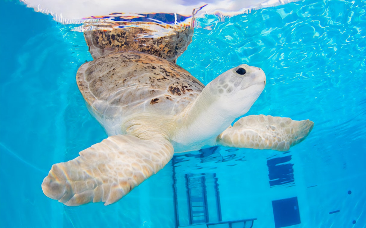 Sea turtle swimming underwater during The Sea Screamer Boat Ride at Clearwater Beach.