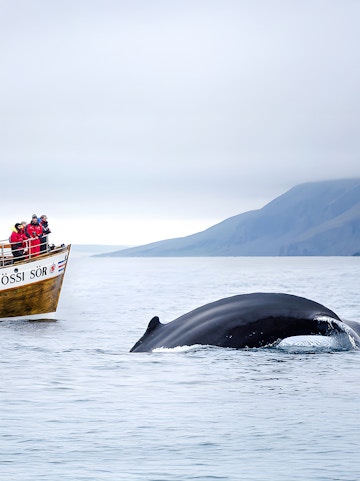 Guests on a boat watching a whale dive in Husavik, Iceland.