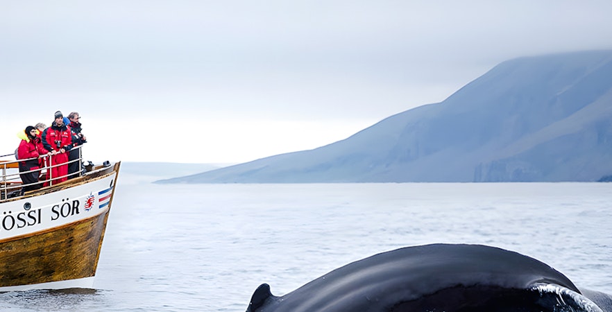 Observação de baleias na Islândia