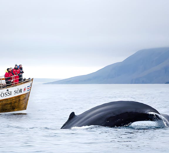 Guests on a boat watching a whale dive in Husavik, Iceland.