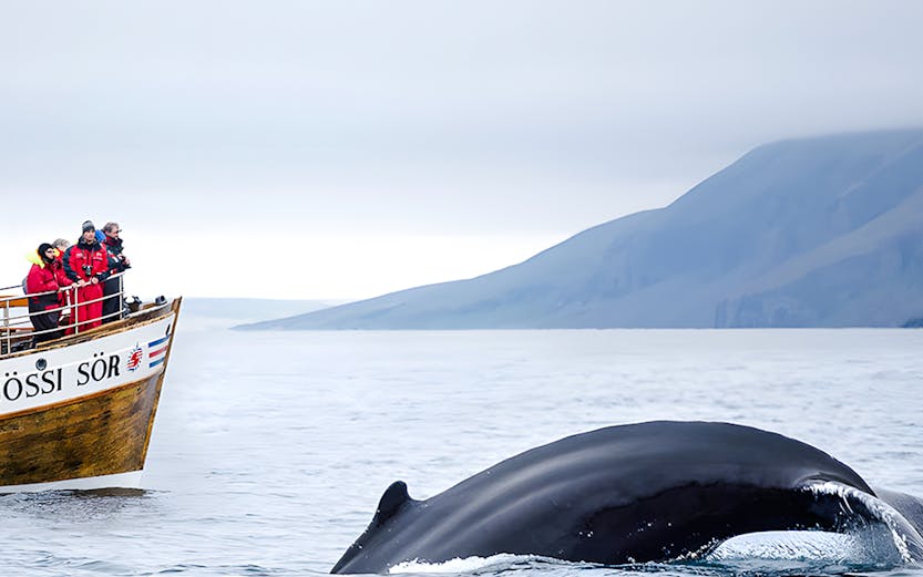 Guests on a boat watching a whale dive in Husavik, Iceland.