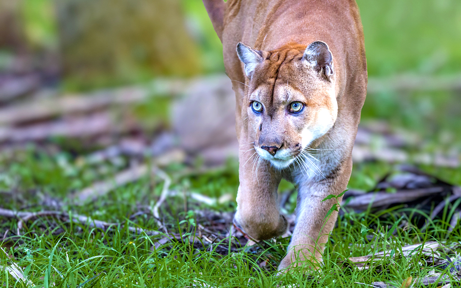 Florida Panther walking through lush green forest.