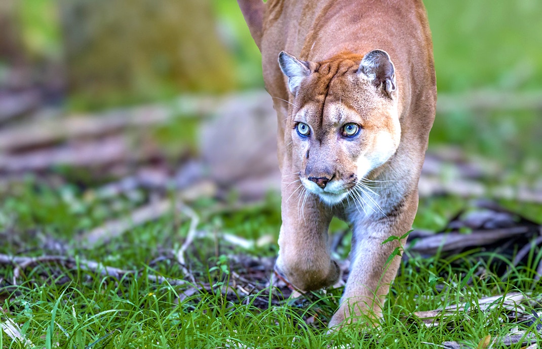 Florida Panther