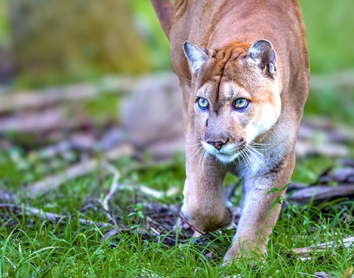 Florida Panther walking through lush green forest.