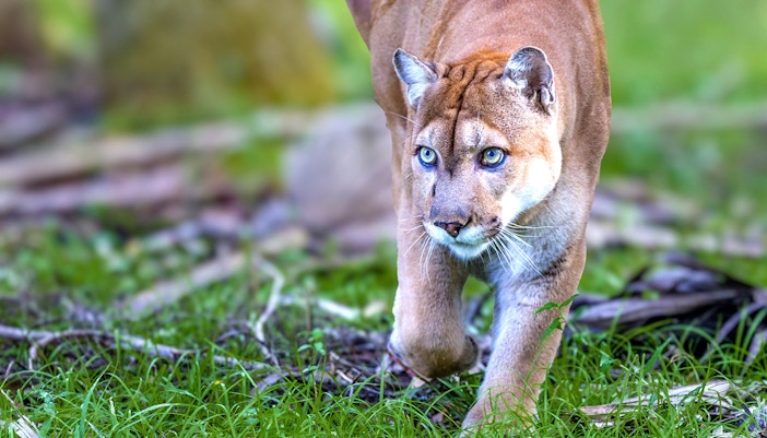 Florida Panther walking through lush green forest.