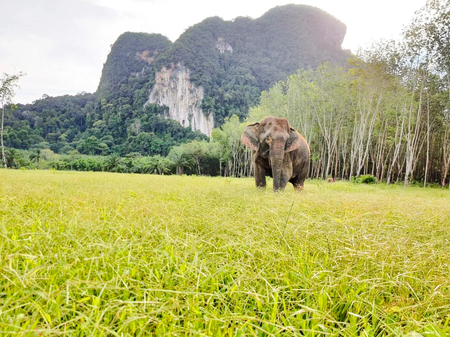 Elephant in a grassy field with limestone cliffs in Krabi, Thailand.