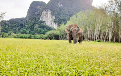 Elephant in a grassy field with limestone cliffs in Krabi, Thailand.