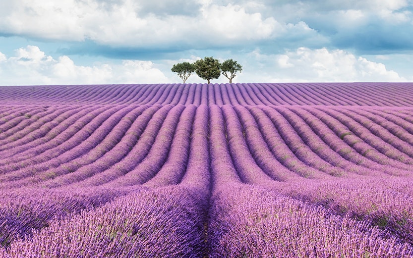 Lavender Tours