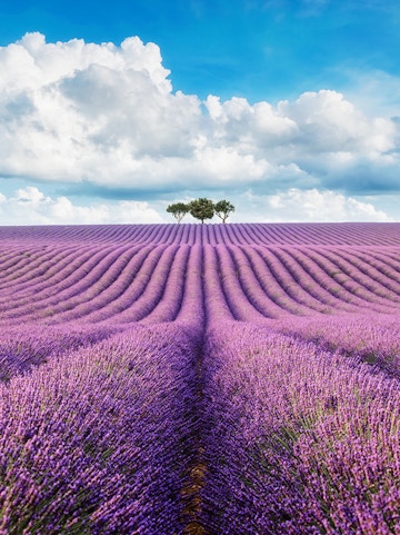 Lavender Tours