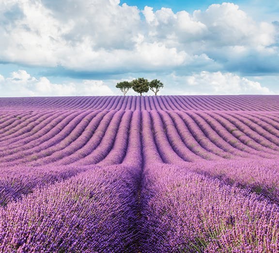 Lavender Tours
