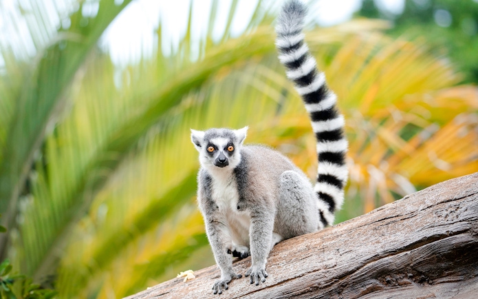 Ring-tailed lemur on a log at Australia Zoo.