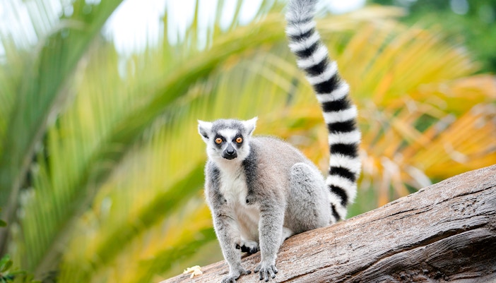 Ring-tailed lemur on a log at Australia Zoo.