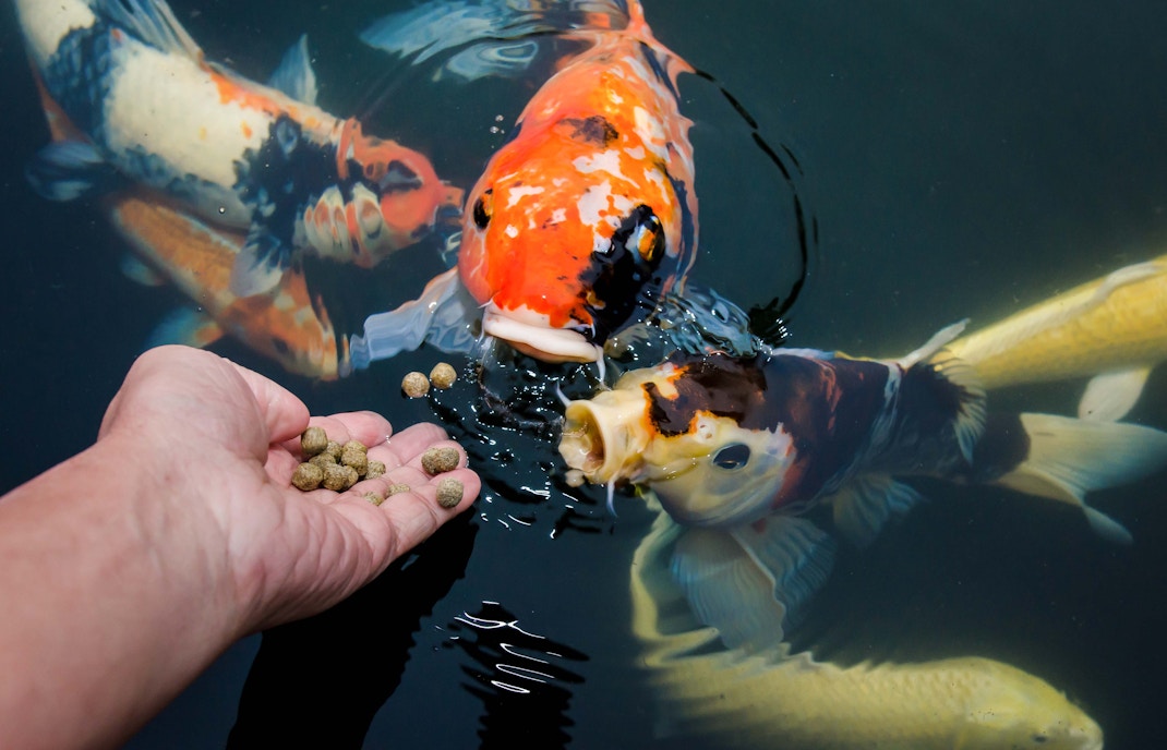 Farm in the City Malaysia tickets - Feeding Fish at Mood’s Lake