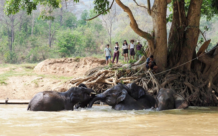 Tourists observe elephants bathing in a river in Chiang Mai.