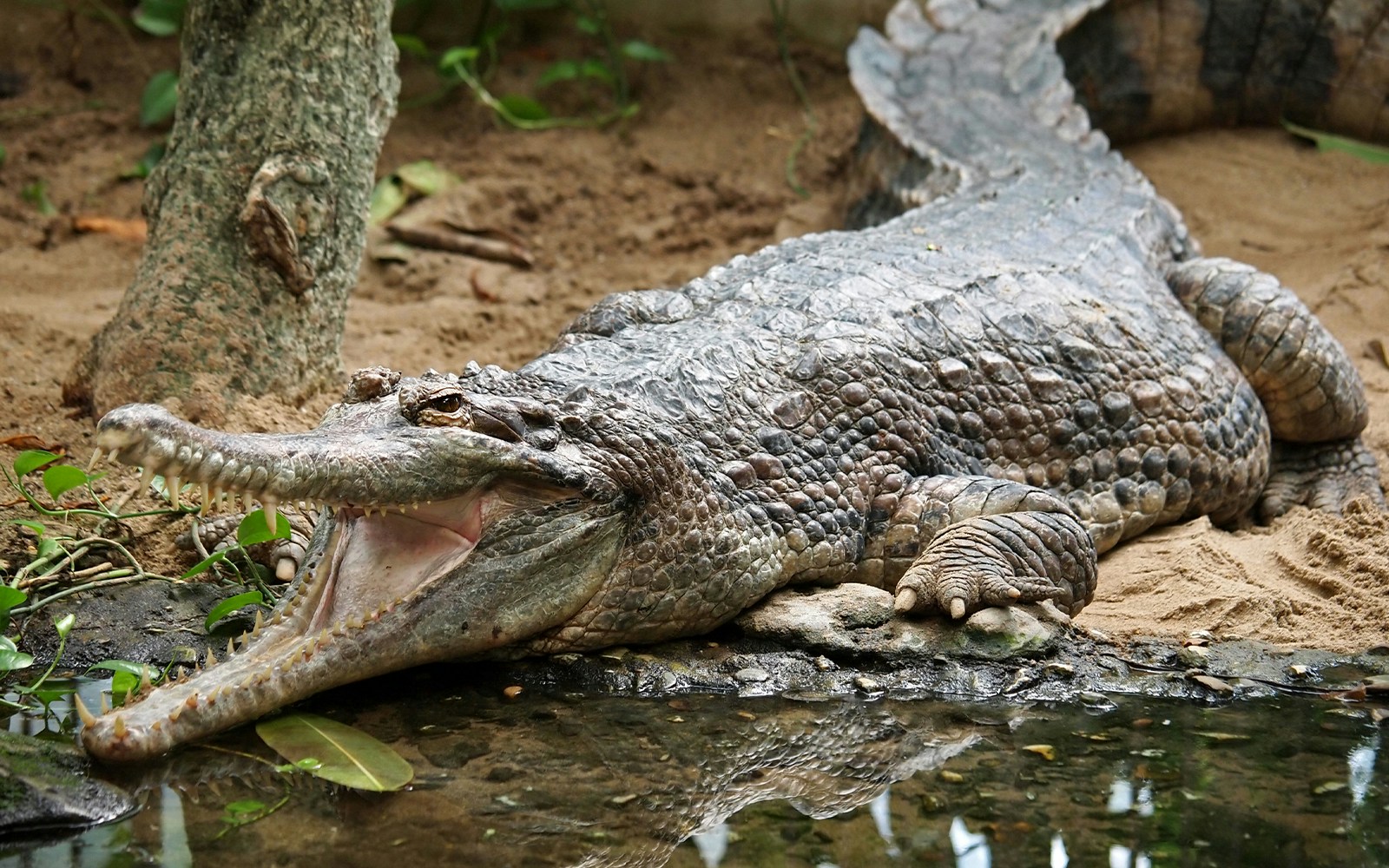 Tomistoma resting by water in a zoo enclosure