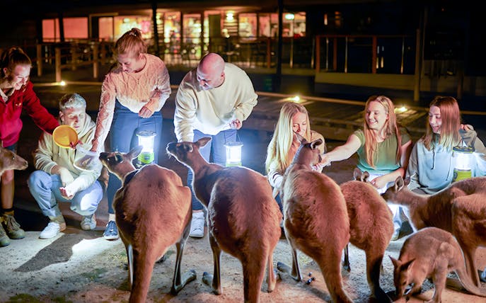Visitors feeding kangaroos during Moonlit Sanctuary Wildlife Park Night Tour.
