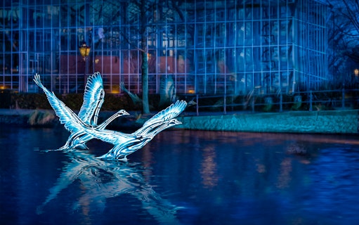 Illuminated swan sculptures on water during Amsterdam Light Festival cruise.