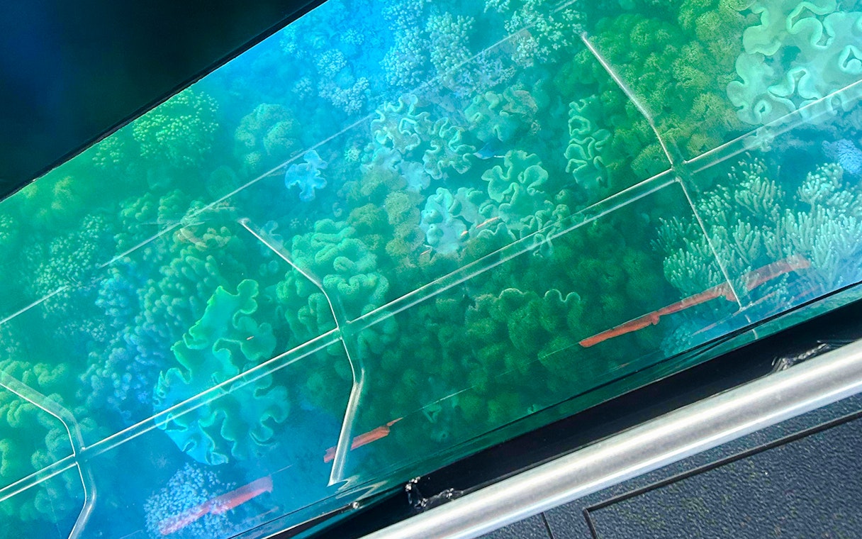 View of vibrant coral through glass bottom boat at Airlie Beach.