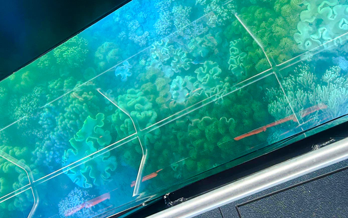View of vibrant coral through glass bottom boat at Airlie Beach.