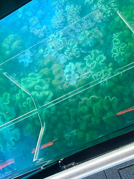View of vibrant coral through glass bottom boat at Airlie Beach.