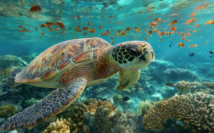 Sea turtle swimming among coral reefs in Hurghada, Egypt, with colorful fish nearby.