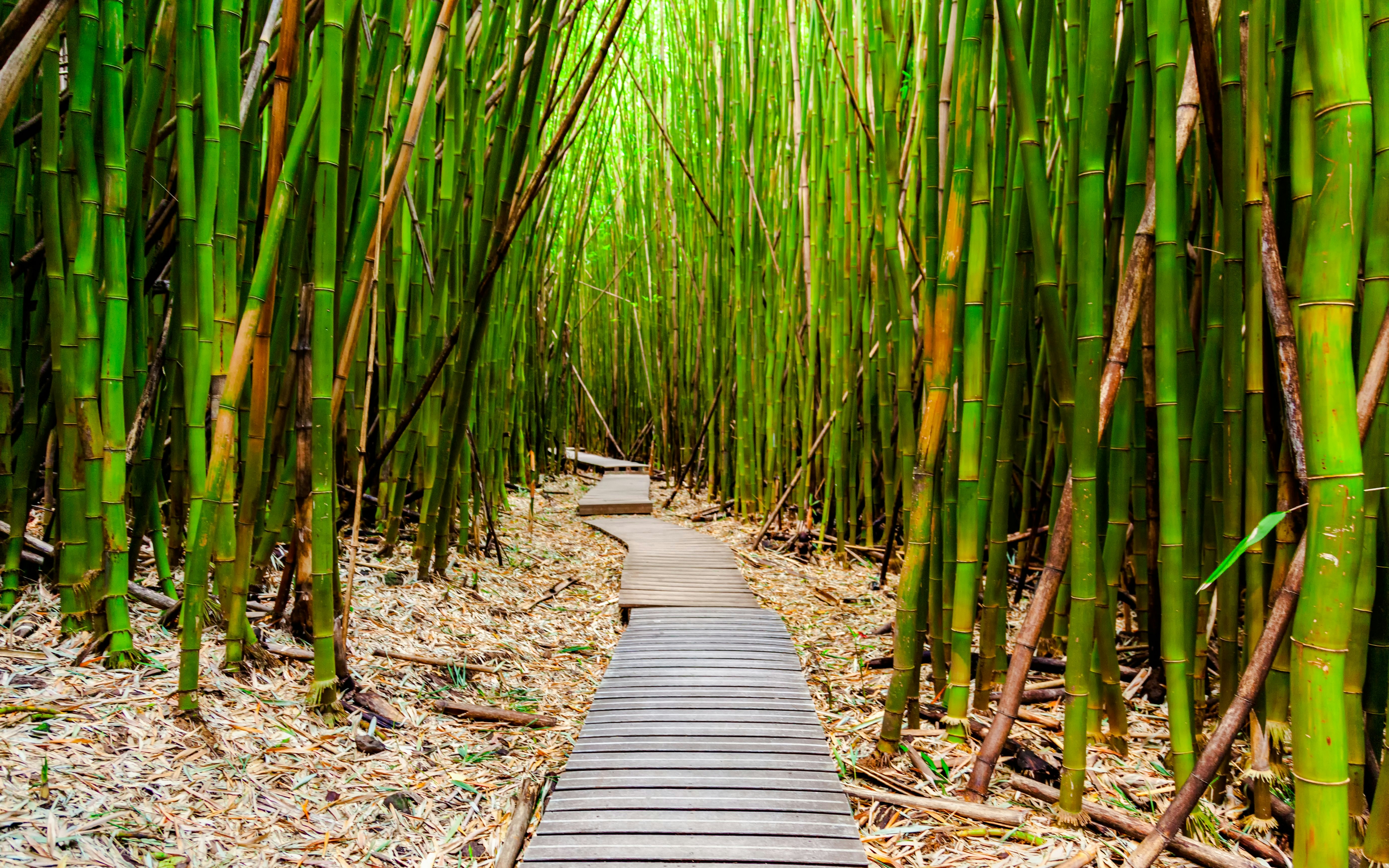 Trail through dense bamboo forest in Maui, Hawaii.