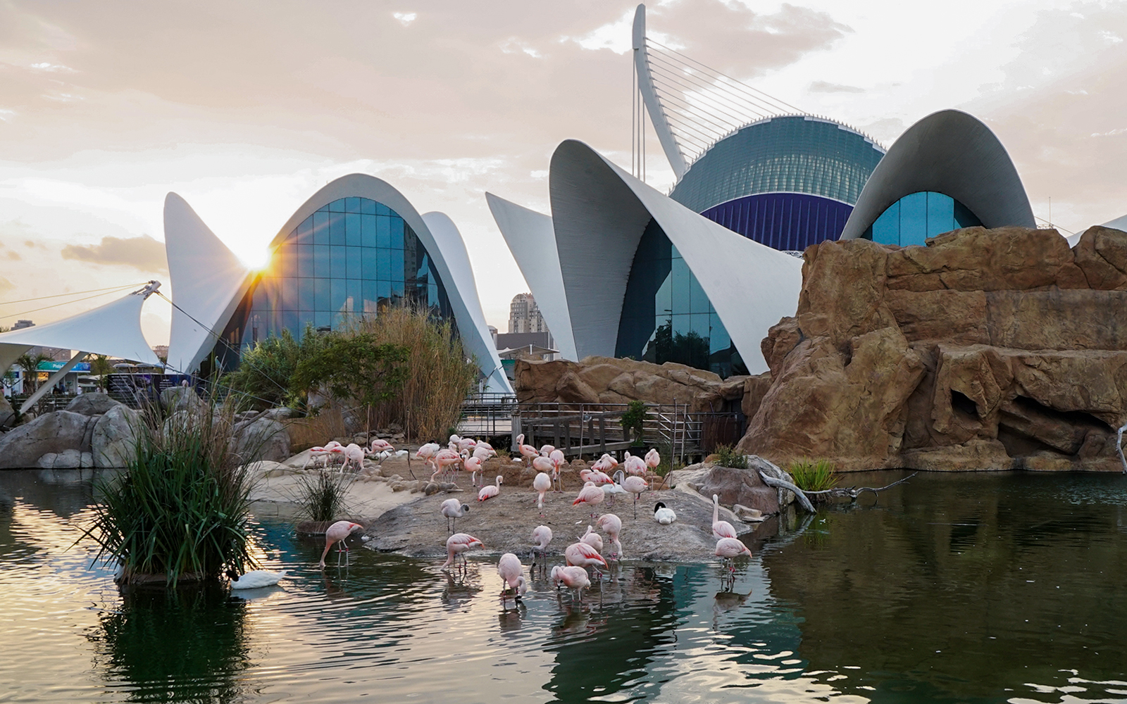 About Oceanografic Valencia