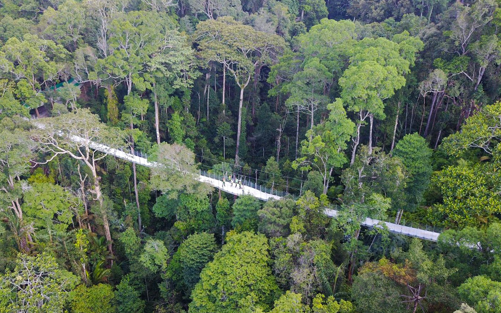 Scenic view of the wooden walkway amidst lush greenery at Habitat Penang Hill, Malaysia