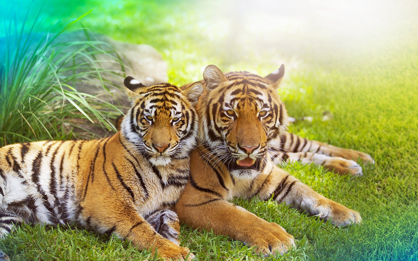 Tigers resting on grass at Tiger Island, Dreamworld, Gold Coast.