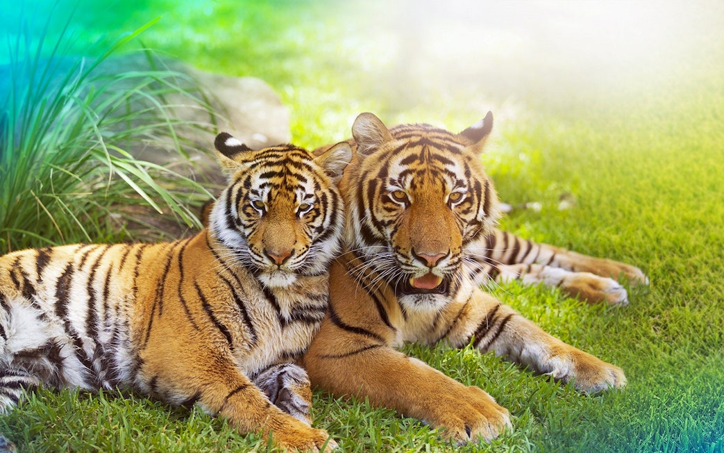 Tigers resting on grass at Tiger Island, Dreamworld, Gold Coast.