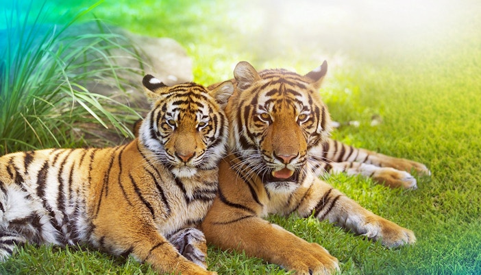 Tiger Island at Dreamworld, Gold Coast with tigers resting in a lush enclosure.