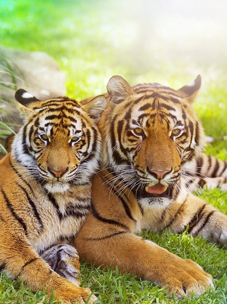 Tigers resting on grass at Tiger Island, Dreamworld, Gold Coast.