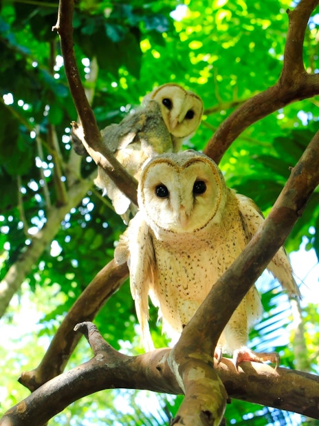 Owls perched on branches at Lombok Wildlife Park.