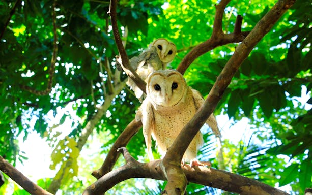 Owls perched on branches at Lombok Wildlife Park.