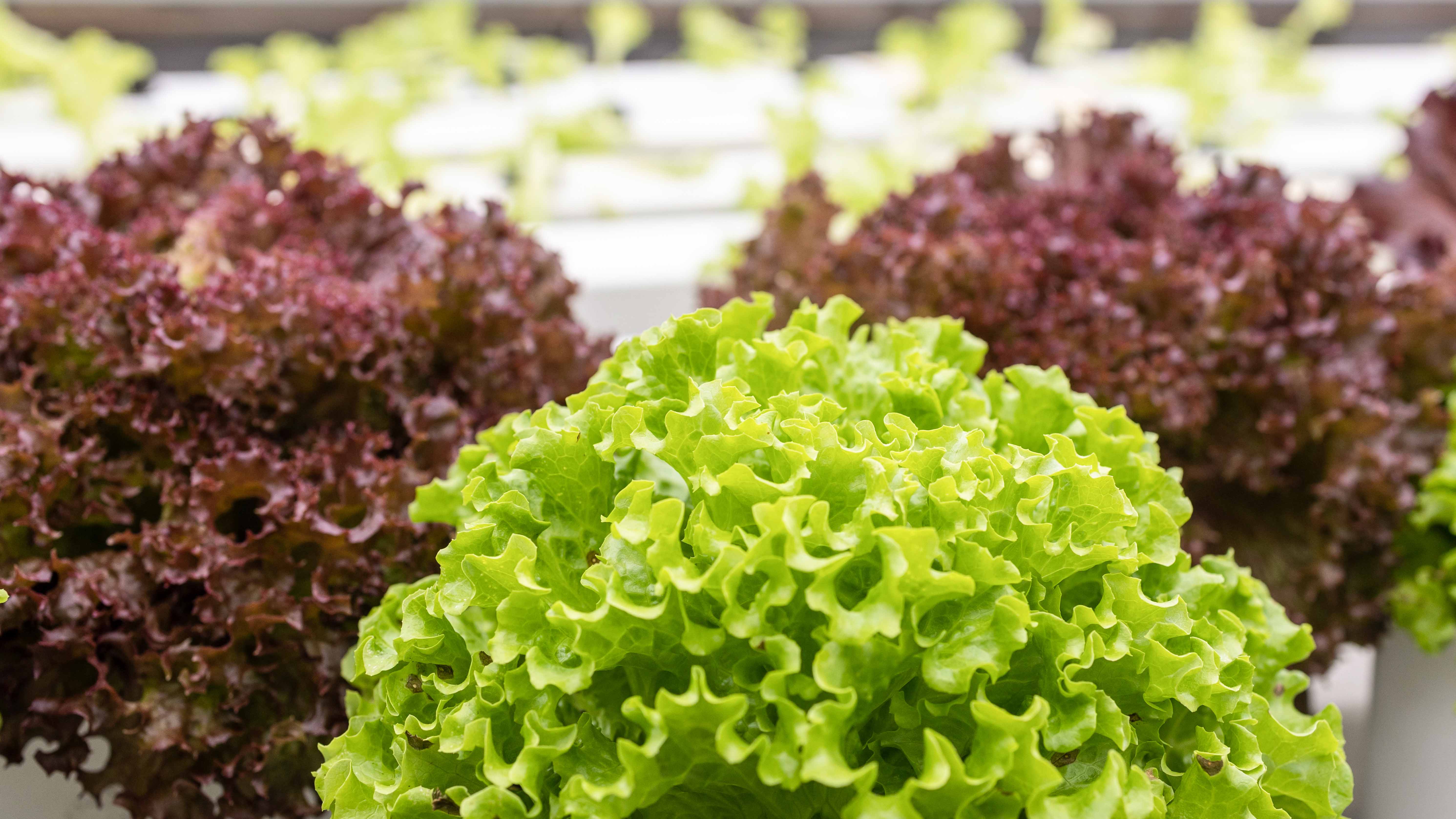 Ingressos para o Farm in the City Malásia: Fazenda de Frutas e Vegetais