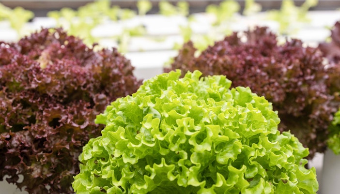 Farm in the City Malaysia tickets - Vegetable and Fruits Farm
