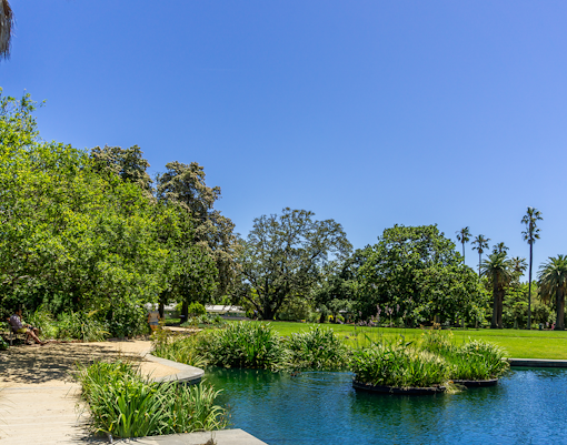 Pathway and pond in St Kilda Botanical Garden, Melbourne, surrounded by lush greenery and palm trees.